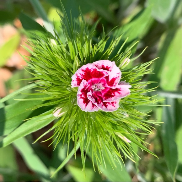 🪺Welcome to my closet🪺 - Picture 9 of 15